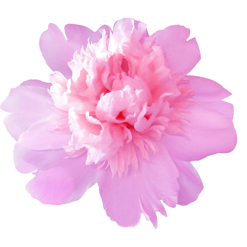 粉色 粉 花 浪漫 好看 实物 节日
