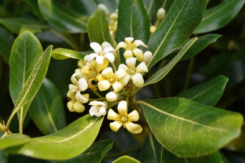 春天自然风光生机勃勃山茶花花卉摄影图片