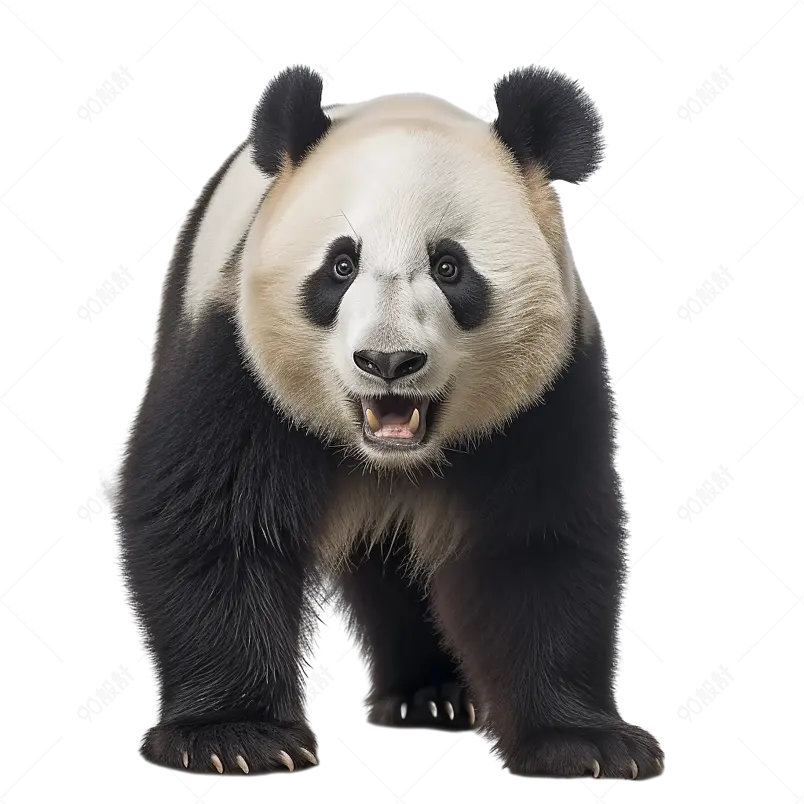 张开嘴巴大熊猫免抠素材图