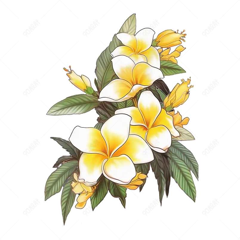唯美小清新鸡蛋花缅栀花花朵