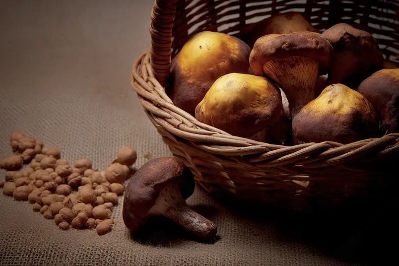 野生菌松茸新鲜蘑菇野生菌背景图