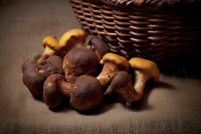 篮子里的野生菌松茸营养健康背景图