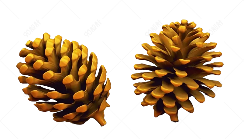 白皮松果实干松果松果塔