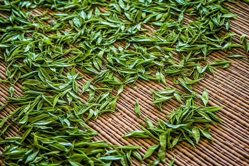 明前龙井茶嫩叶晒茶绿茶植物树叶