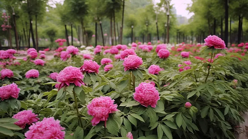高清的图片海报设计背景广告设计素材元素花园里一片唯美的红色牡丹