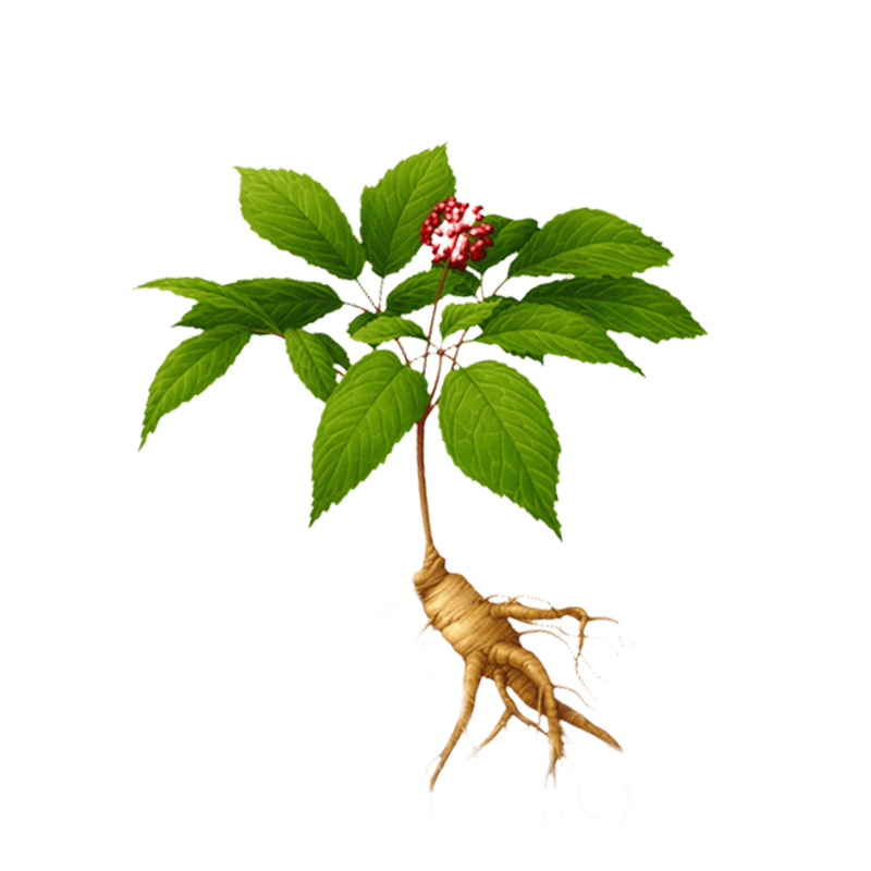 草本植物