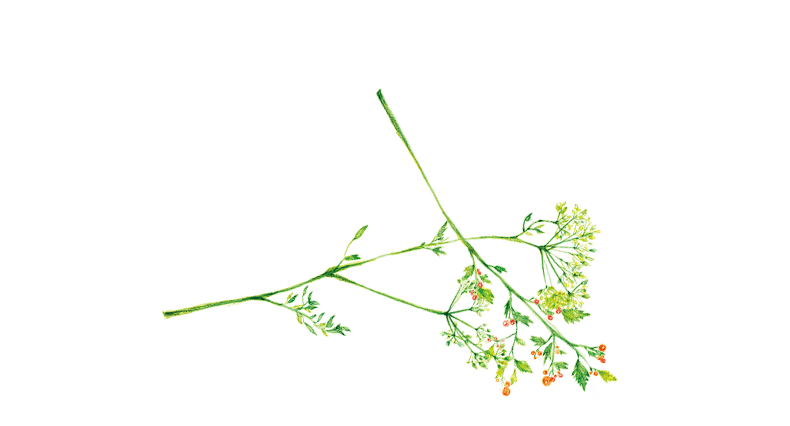 手绘植物