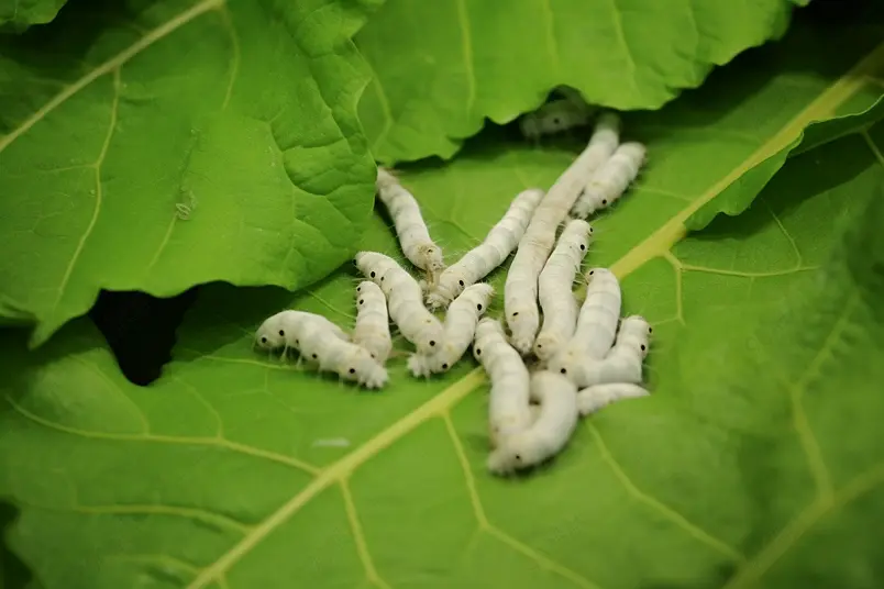 蚕丝绿色叶子菜叶桑蚕进食