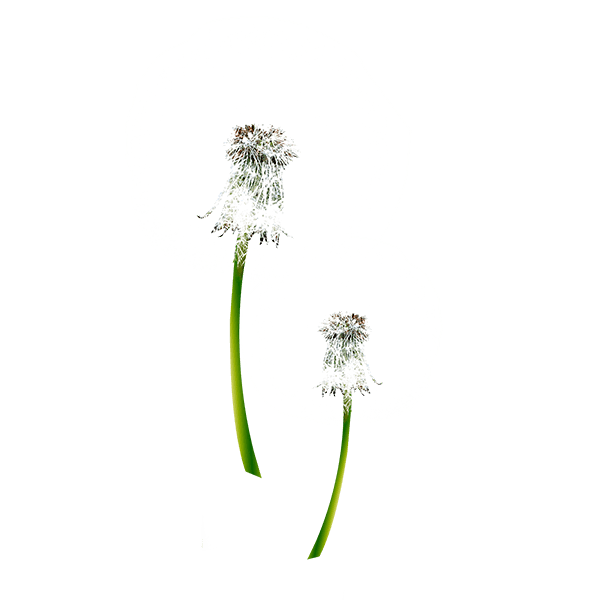 蒲公英