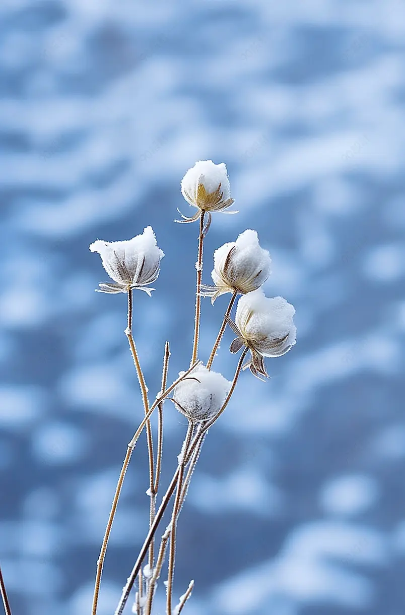 雪景下的树枝