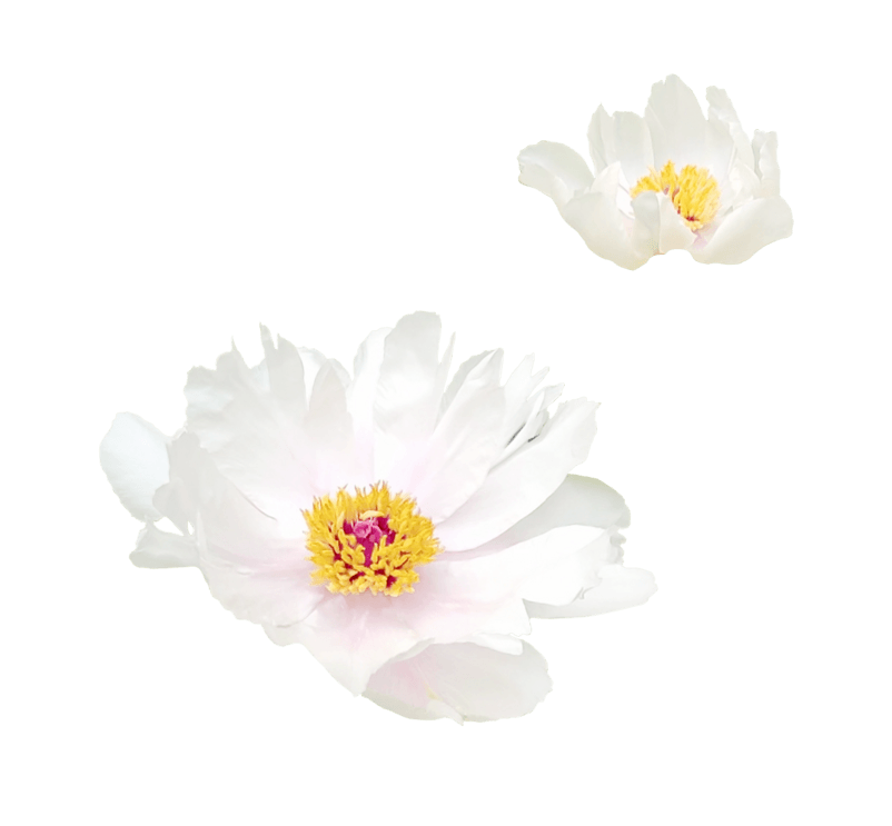 花白色牡丹花白牡丹png实拍免抠