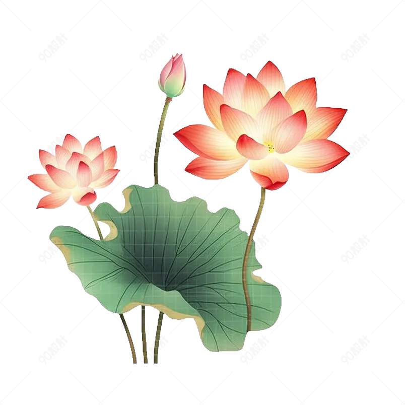 小清新的开满荷塘的荷花荷叶