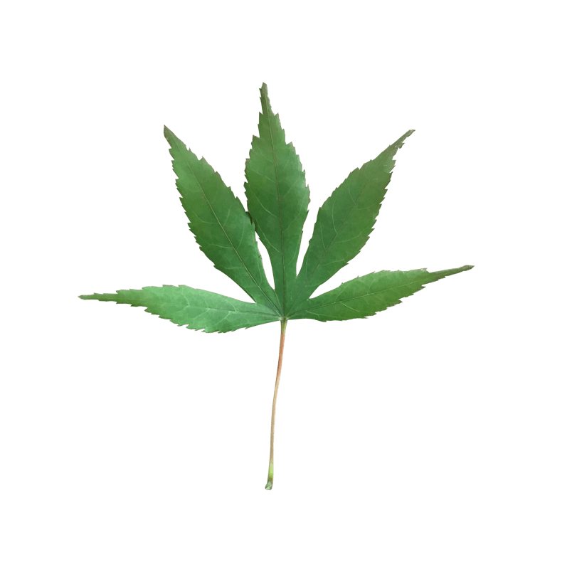 实拍绿色枫叶绿植树叶