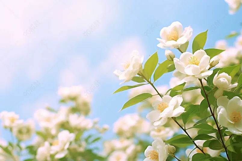 蓝天白云下的茉莉花绿叶和盛开的花朵弥漫花香户外摄影风光摄影化妆品广告