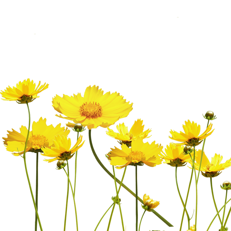黄色雏菊
