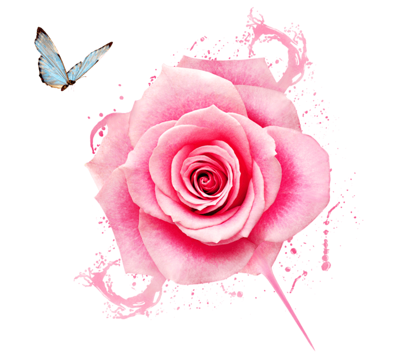 粉色水玫瑰蝴蝶素材