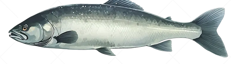 蓝灰色鲫鱼手绘插画元素图