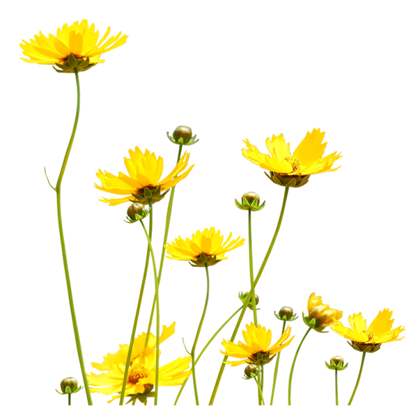 黄色花朵图片 