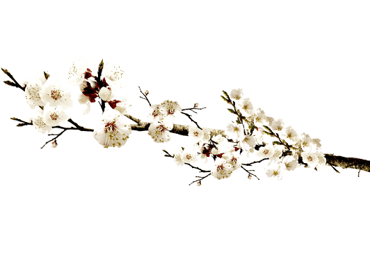 清新古风梅花花枝花朵素材