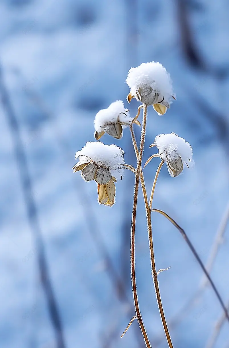 雪景下的树枝
