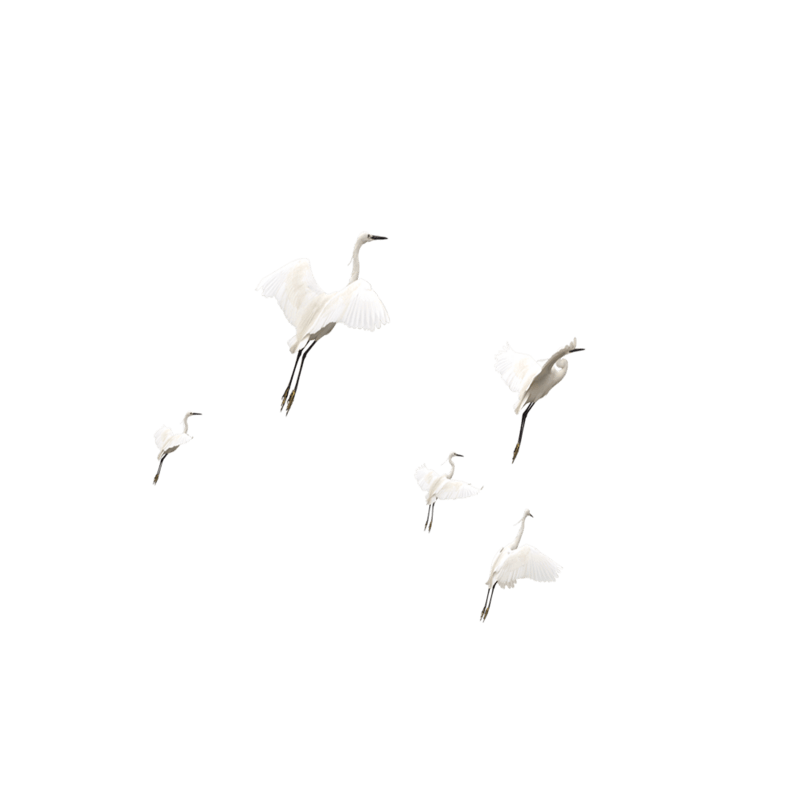 中秋节白鹭