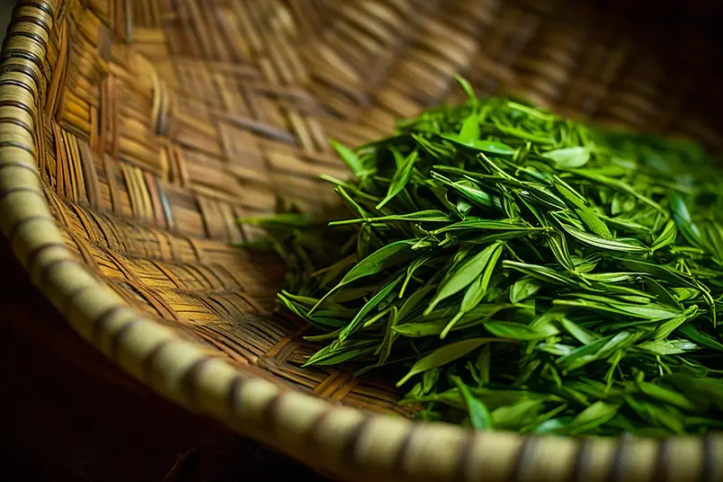 龙井茶嫩叶炒茶晒茶毛尖茶春茶绿色的茶叶实拍摄影图