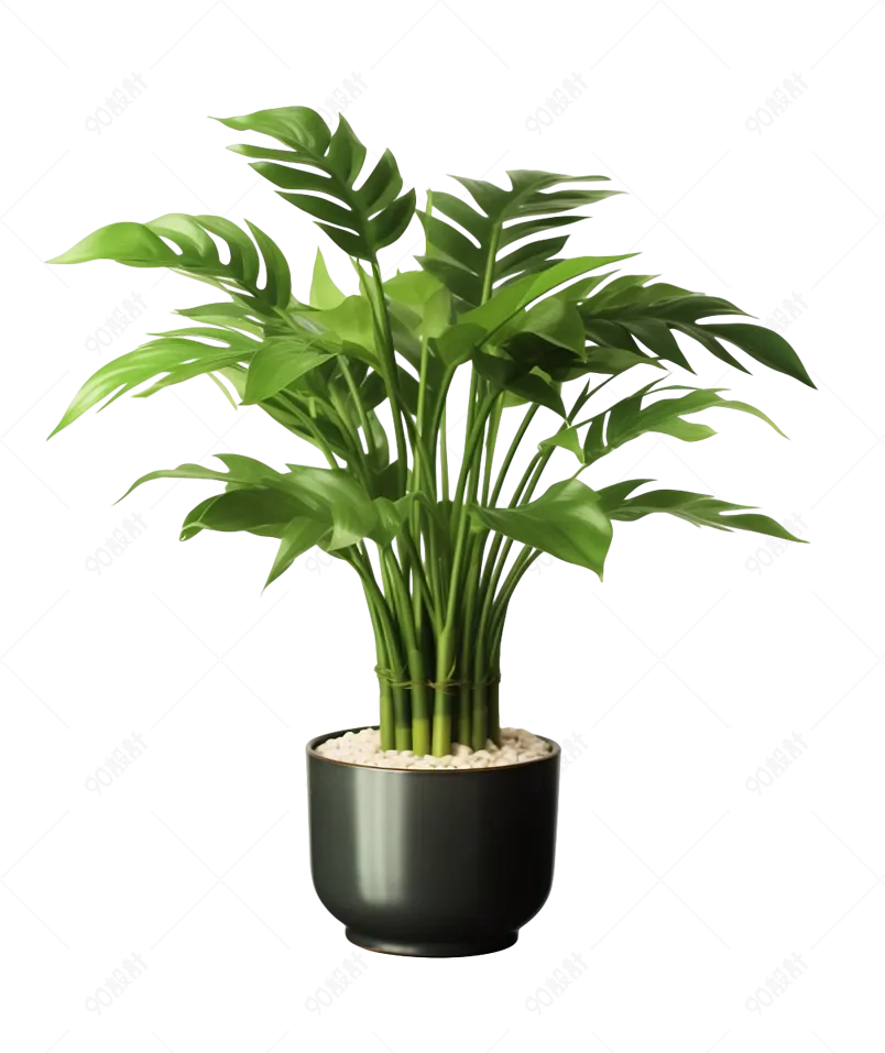 室内观赏绿植植物盆栽