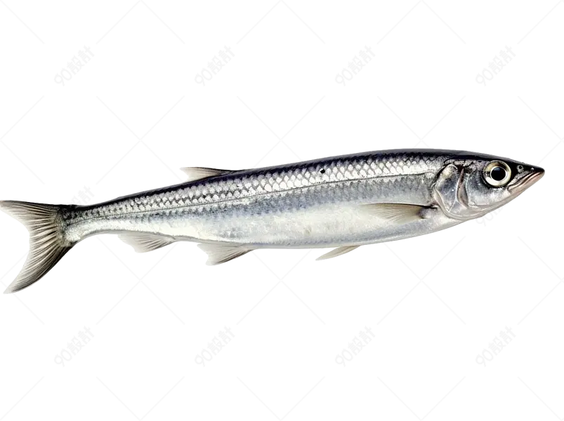 细长的美味海鲜海鱼鳀鱼