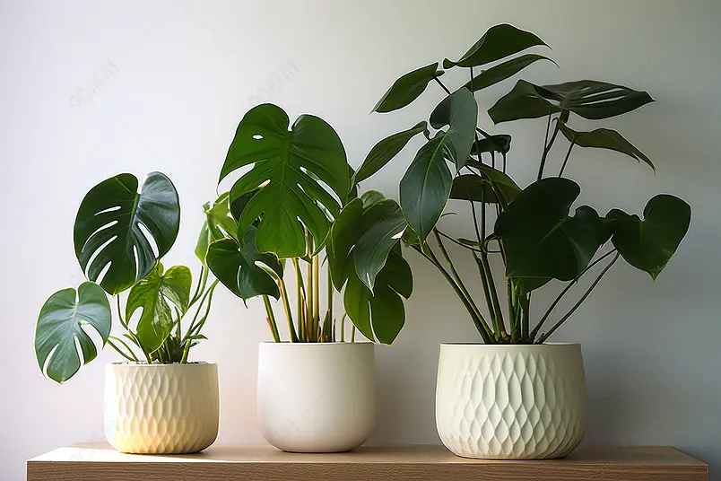 绿植盆栽龟背叶绿色盆景家居绿植