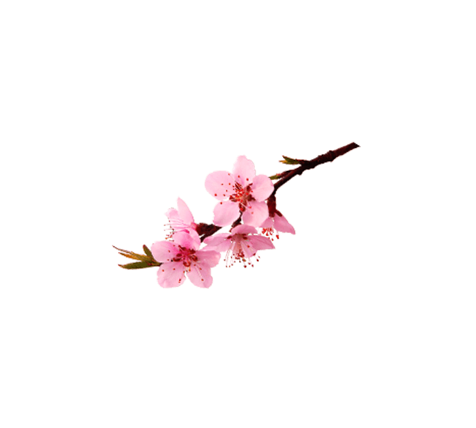 桃花元素素材