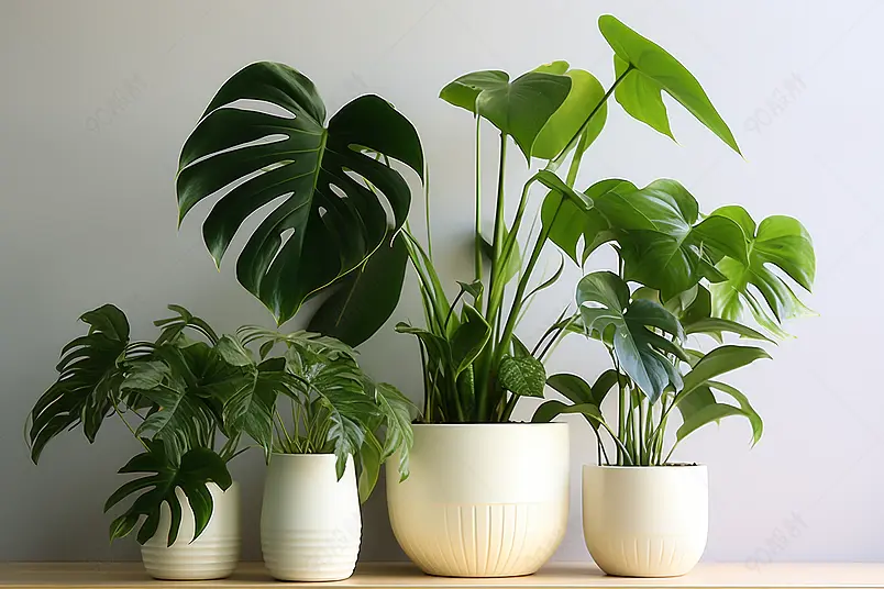 绿植盆栽龟背叶绿色盆景家居绿植