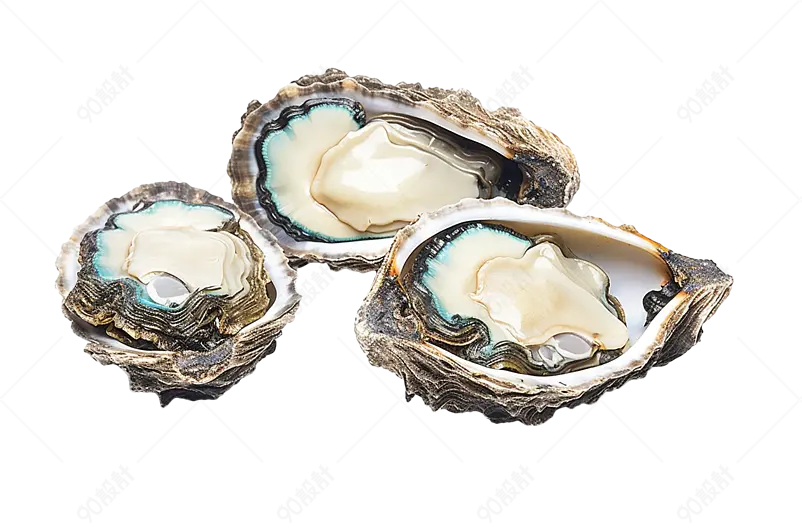 新鲜鲍鱼鲜活超大海鲜鲍鱼