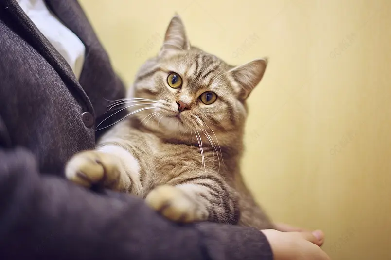 可爱英短金渐层猫咪萌萌哒动物日