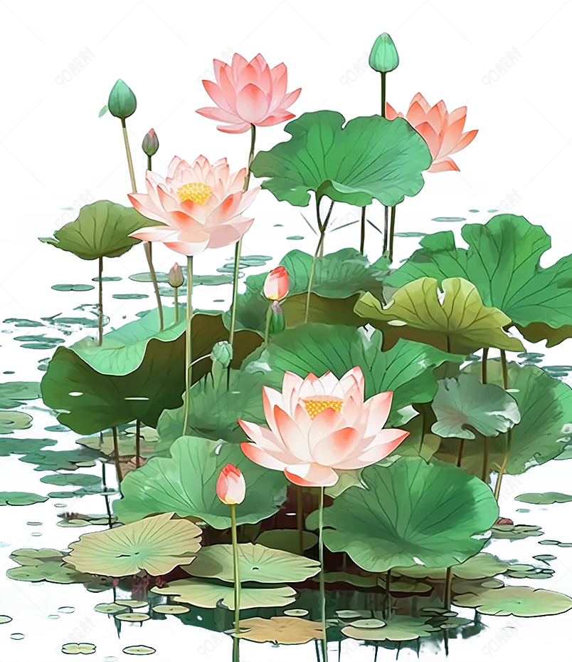 夏日池塘莲花莲叶接天插画