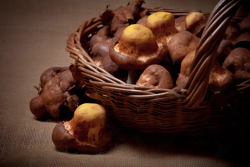 野生菌松茸云南野生菌炒松露背景图