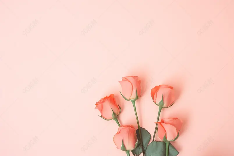 浪漫情人节玫瑰花与玫瑰花花瓣