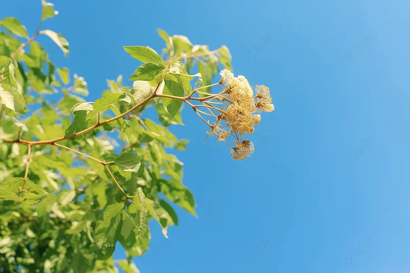 在越南农村蓝天白云背景下的美丽花花摄影真实