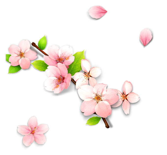 桃花花枝花瓣飘落素材