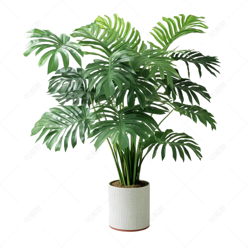 植物绿植草本植物盆景龟背竹