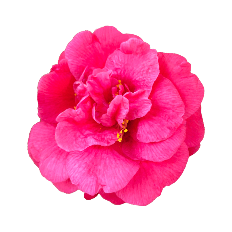 花朵粉色好看浪漫农场实物