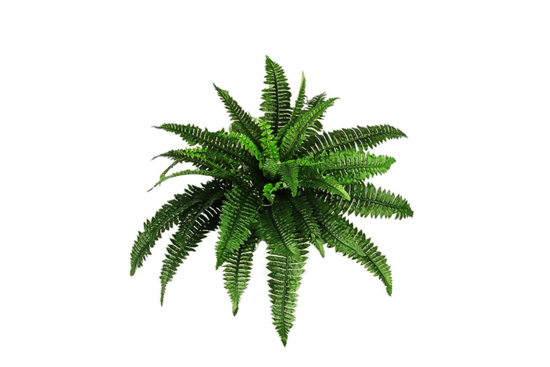 绿色植物
