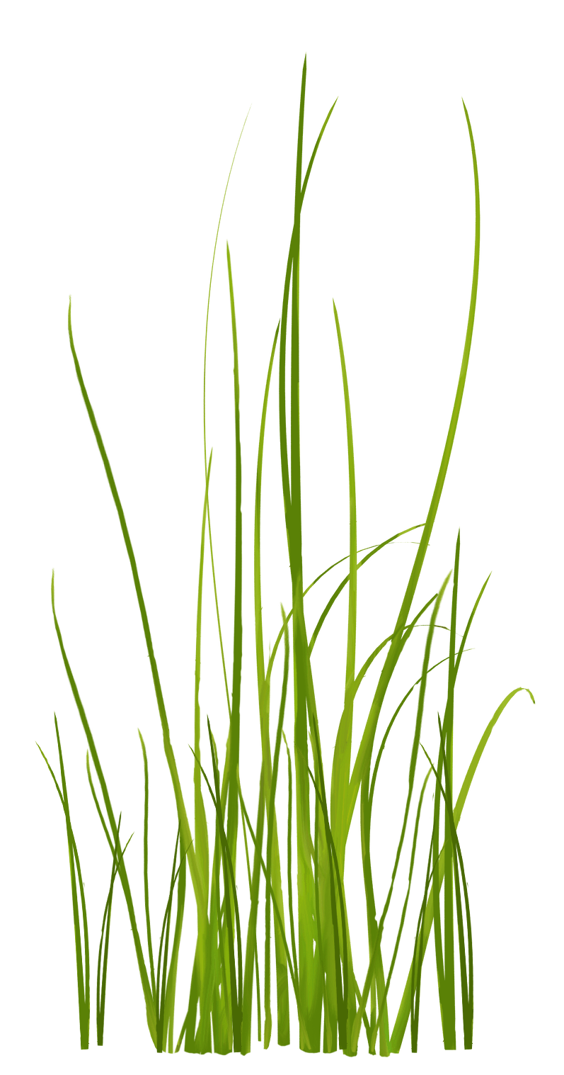 植物绿草