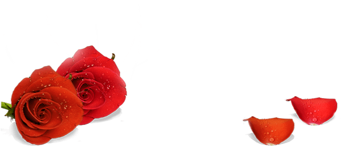 玫瑰花花瓣