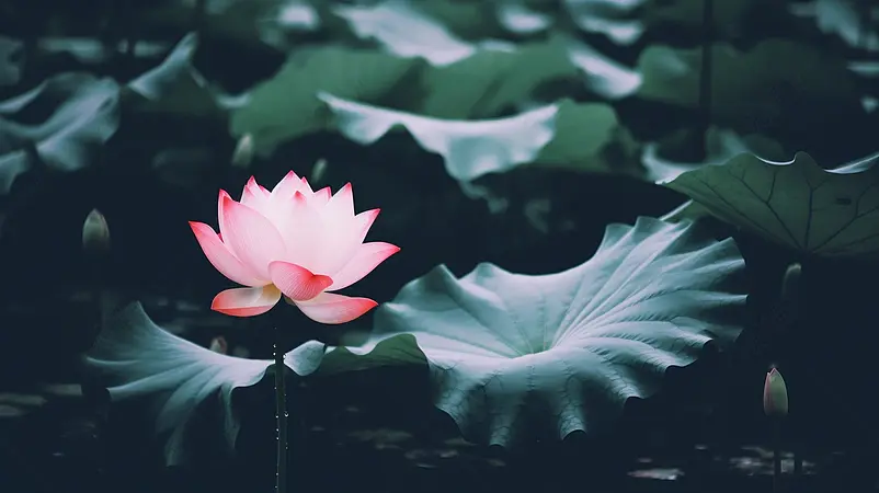 广告设计素材元素暗黑系荷花