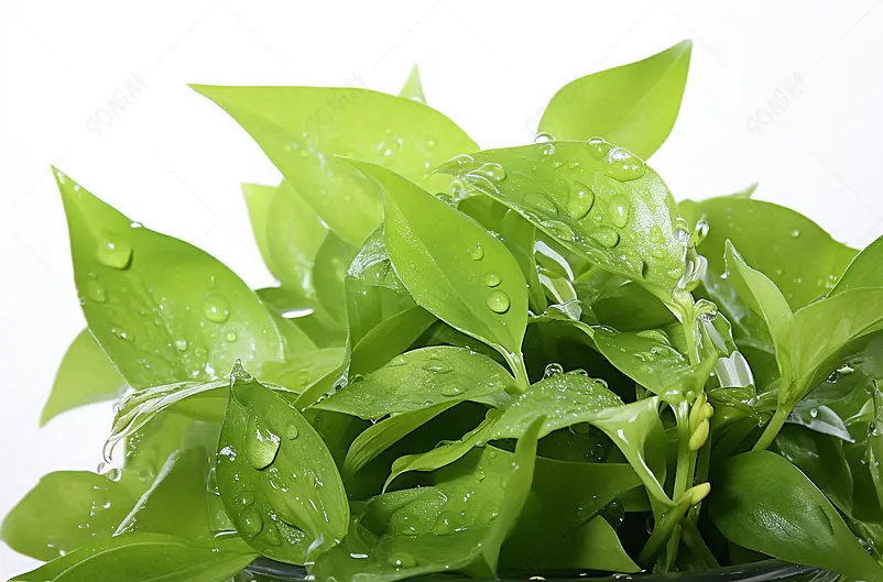 盆栽植物