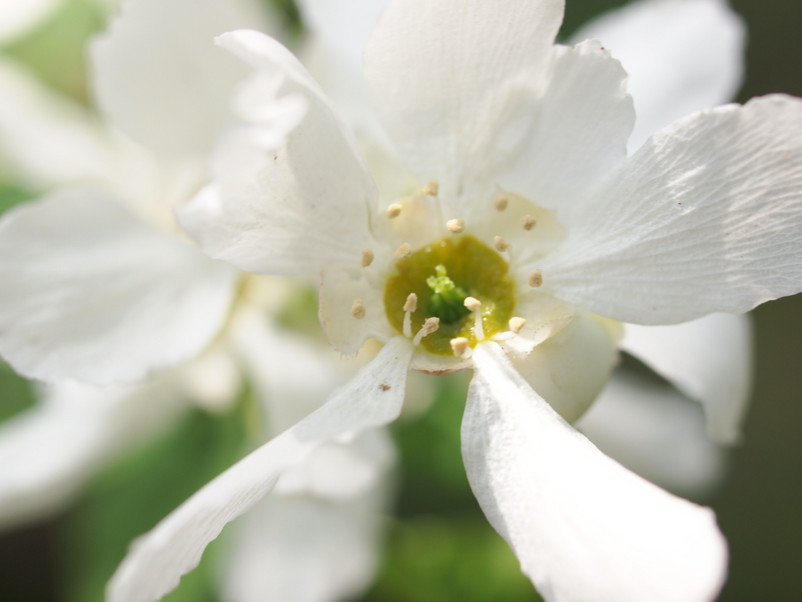 白鹃梅特写图片白花特写