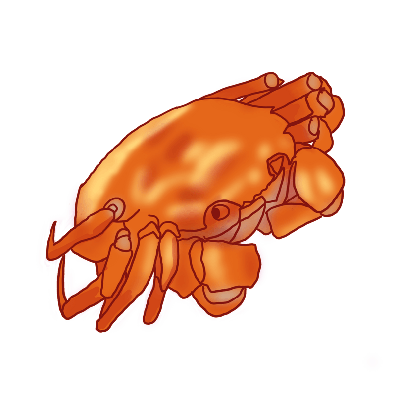 新鲜海鲜螃蟹手绘插画