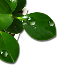 雨后清新绿叶水珠