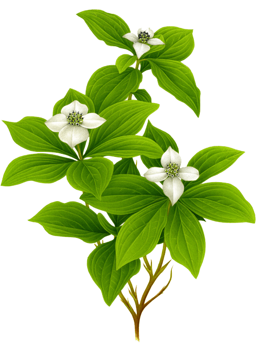 植物