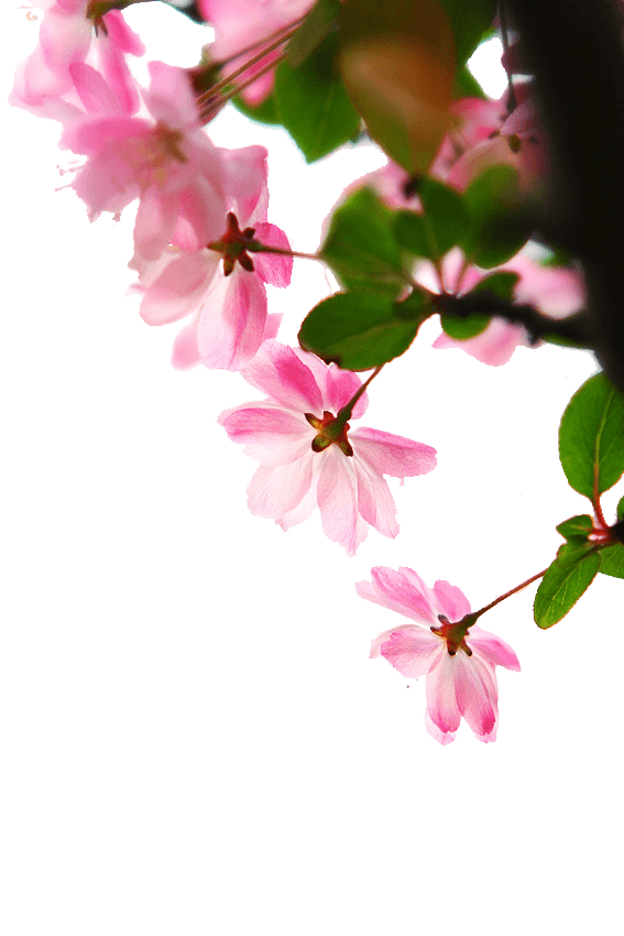 花  花朵 玫瑰 鲜花 花瓣  桃花